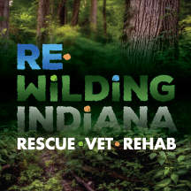 Turtle Tea Party (In Conjuction with World Turtle Day) - logo